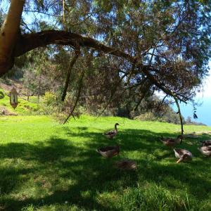 a group of ducks in the grass under a tree at Arambha Ecovillage Permaculture Farm in Tábua