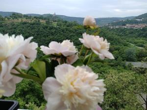 a bunch of white flowers on a hill with a view at Dervent Apartment in Veliko Tŭrnovo