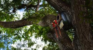 un albero con un telefono incastrato in un albero di El Bosque Hotel a Rovine di Copán