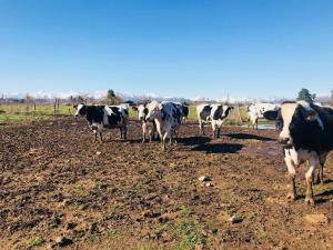una manada de vacas de pie en un campo en Casa Rural Curicó - Apartamentos, en Curicó