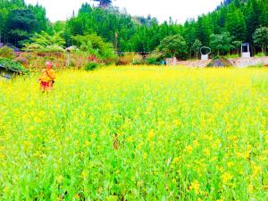 a person standing in a field of yellow flowers at homestay phô núi suôi giang in Yên Bái