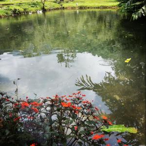 a pond with some red flowers in the water at Sapiens house "cabaña del lago" in Cali
