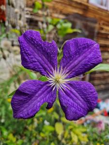 ブザウにあるCăsuța Dedeの紫花