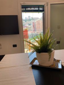 eine Topfpflanze auf einem Tisch mit Fenster in der Unterkunft Greta’s House - Napoli Centro in Neapel