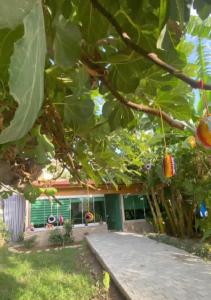 una casa con un albero di fronte di Lane Palmiye a Samandağı