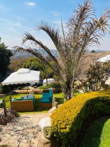un jardín con una palmera, sillas y una sombrilla en Maupa Mountain view, en Krugersdorp