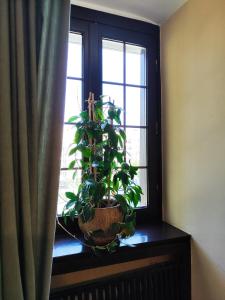 une plante assise sur un rebord de fenêtre à côté d'une fenêtre dans l'établissement Pokój dla dwóch osób z prywatną łazienką - Piotrkowska 262-264 pok 315, à Łódź