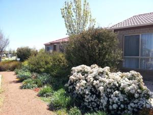 a bush of white flowers in front of a house at Entire 2BR sunny house @Franklin, Canberra in Canberra