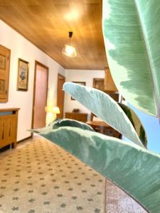 オエッツにあるHaus Eviの大緑の植物を植えた部屋
