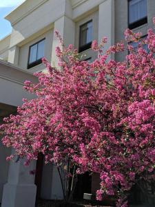 a tree with pink flowers in front of a building at Hampton Inn & Suites Cincinnati-Union Centre in West Chester