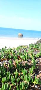 a bunch of green plants on the beach at Caracola Beach in Matalascañas