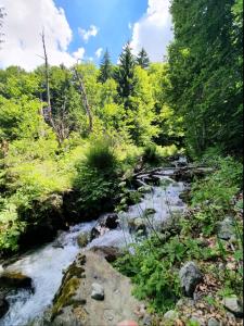 un arroyo en medio de un bosque en Golden Eagle Jelovica en Berane