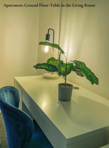 une plante assise sur une table à côté de deux chaises bleues dans l'établissement Cosy Apartments Near Hampstead Heath With Free On-Site Parking & Private Gardens, Golders Green, à Londres