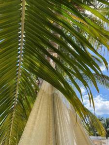 una hamaca bajo una palmera en una playa en Pixan Telchac Puerto 4 habitaciones y alberca, en Telchac Puerto