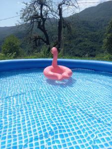 a pink plastic swan in a swimming pool at Rusikos guest house in Oni