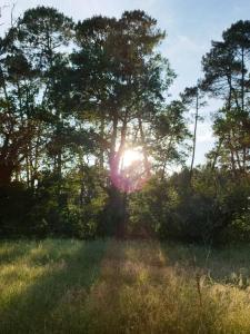 Eine Sonne, die durch einen Baum auf einem Feld leuchtet in der Unterkunft Bienvenue en sud gironde in Villandraut
