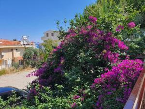 クシャダスにあるA Vacation House 60 m. To Seashoreの紫色の花束