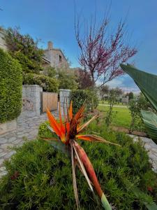kwiat w ogrodzie z domem w tle w obiekcie Achelatis Traditional Guest Houses w mieście Areopolis