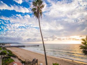 a palm tree on a beach with a pier at Pacific Terrace Hotel in San Diego