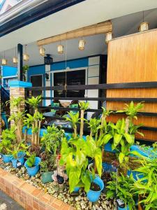 a group of plants in blue pots in front of a building at Paula's Tagaytay Transient House in Tagaytay