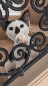a black and white cat is looking through a gate at Riad Bamboo Suites & Spa in Marrakesh