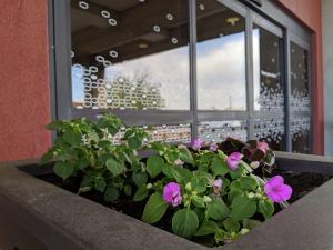 a window box with pink flowers in front of a window at Hampton Inn & Suites Cincinnati-Union Centre in West Chester