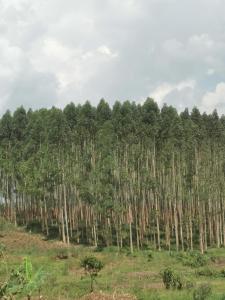 a large group of trees in a field at Middleton Suites in Kiswera