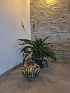 a potted plant sitting next to a brick wall at Wellness Ferienhaus in Mechernich