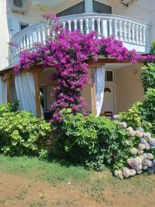 un montón de flores púrpuras delante de una casa en Oruci Apartments en Ksamil