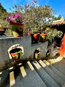 um grupo de vasos de plantas sentados nas escadas em Vive en un rancho em Puebla