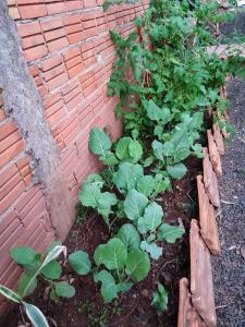 un jardín con plantas verdes junto a una pared de ladrillo en Casa Silvano's, en Foz do Iguaçu