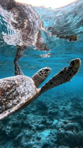 Altri animali domestici presso l'hotel o nei dintorni