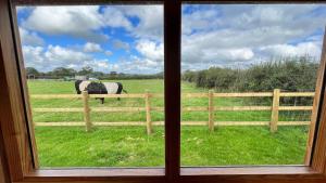 una finestra con vista su un cavallo in un campo dietro una recinzione di Cosy Little Hut a Launceston