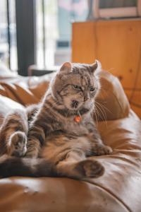 a cat laying on top of a leather couch at Cazz Hostel in Bangkok