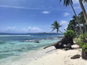 uma praia com palmeiras e o oceano em Three Little Birds Hostel em General Luna