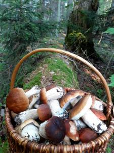 a basket full of mushrooms in the woods at Poilsis Dumblio telmologiniame draustinyje in Molėtai