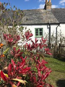 a red flower bush in front of a white house at Lovely Cottage beside Surf Beaches & Bude Canal in Bude