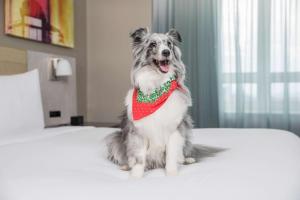 Domácí mazlíčci ubytovaní s hosty v ubytování Doubletree By Hilton New York Times Square West