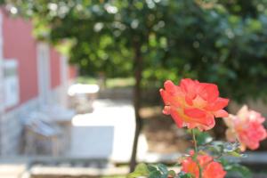 eine rote Blume vor einem Gebäude in der Unterkunft Apartments Toni in Trogir