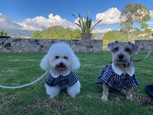 two dogs wearing dresses sitting on the grass at Hotel Rocaval San Cristóbal de las Casas in San Cristóbal de Las Casas