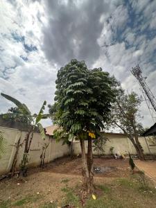 a tree in a yard next to a wall at Deer Hotel in Kigali