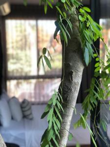 un árbol con hiedra creciendo a su lado en BAU Tulum, en Tulum