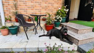 un cane nero steso accanto a un tavolo e una sedia di Dato's GuestHouse a Makhinjauri