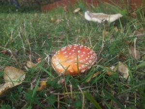 Imagen de la galería de Vetursetur, en Laxamýri