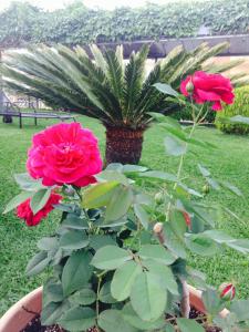 dos rosas rosas en una olla en un jardín en Pfaffenhofen, en Nea Vrasna