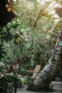 a palm tree and a chair in a garden at Hostel Oryx Tulum in Tulum