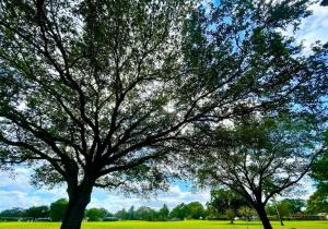 zwei große Bäume auf einem grünen Rasen in der Unterkunft GORGEOUS VIEW Pool, Park, Mall, Beaches, Airport in Plantation