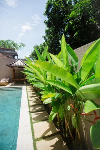 una fila de plantas junto a una piscina en Donguri House Bali, en Jimbaran