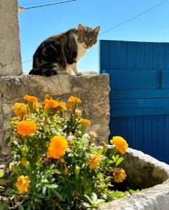 un gatto seduto sopra un muro accanto ai fiori di To Provetzino a Viarádhika