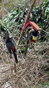 zwei Vögel stehen neben einem Vogelhaus in der Unterkunft Casa Mara in Nova Friburgo